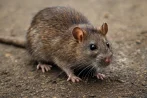 Traitement contre les rats et souris, dératisation à Quimper 29000 Finistère